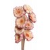 NERIFOLIA BASE Pink 10-12" natural stem